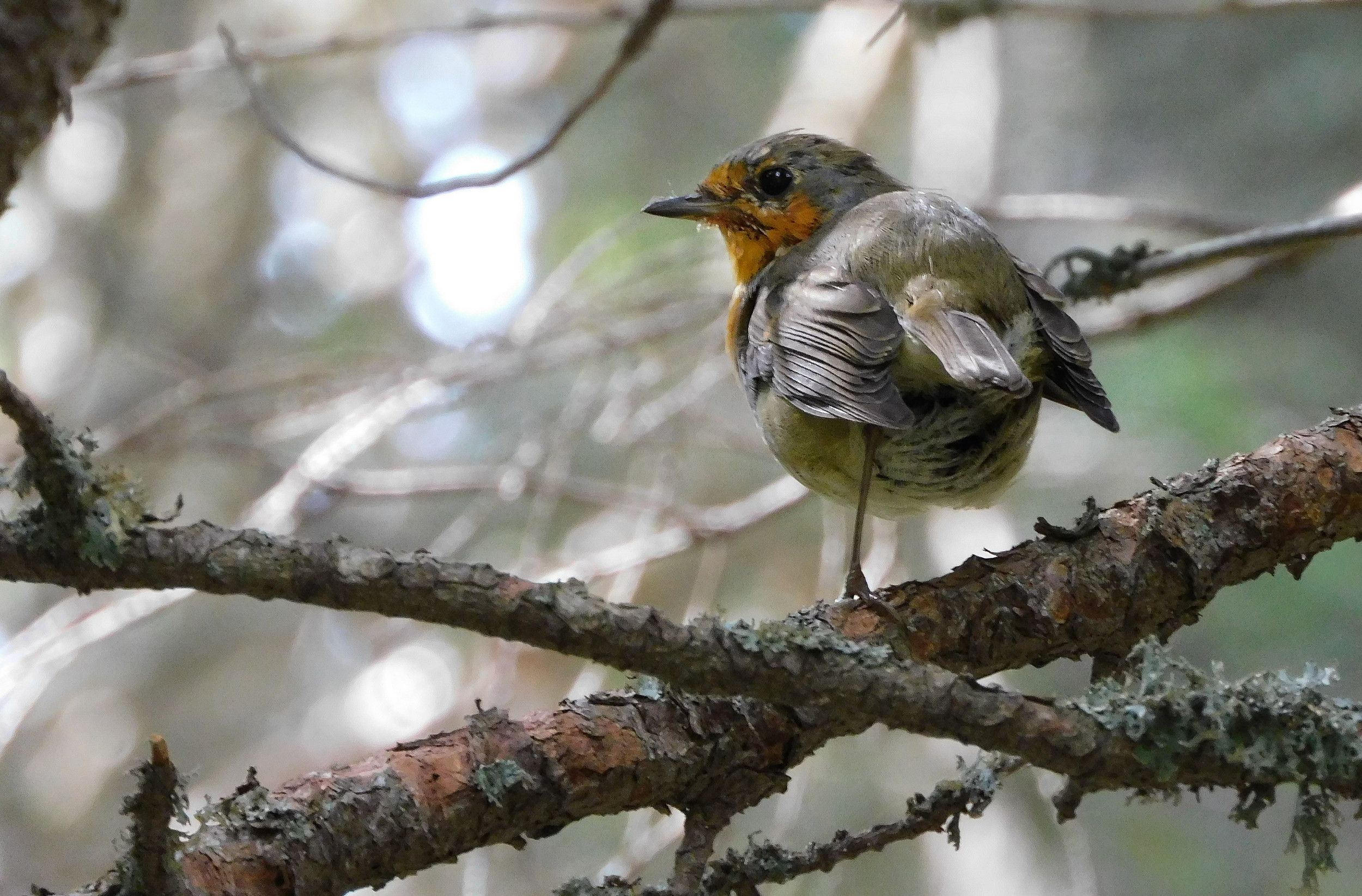 Jakub Jančo - Na jednej nôžke