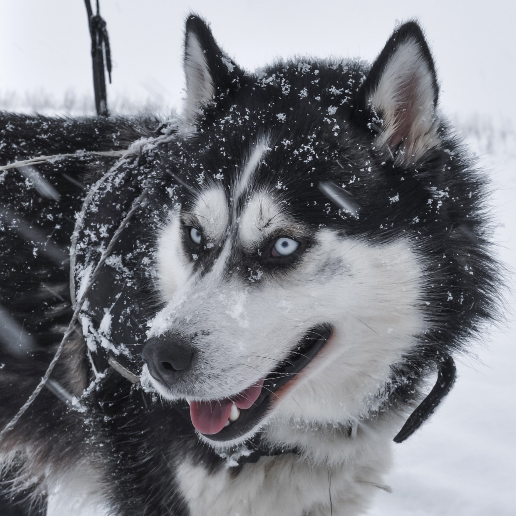 Simona Belková - Modrá brána do duše