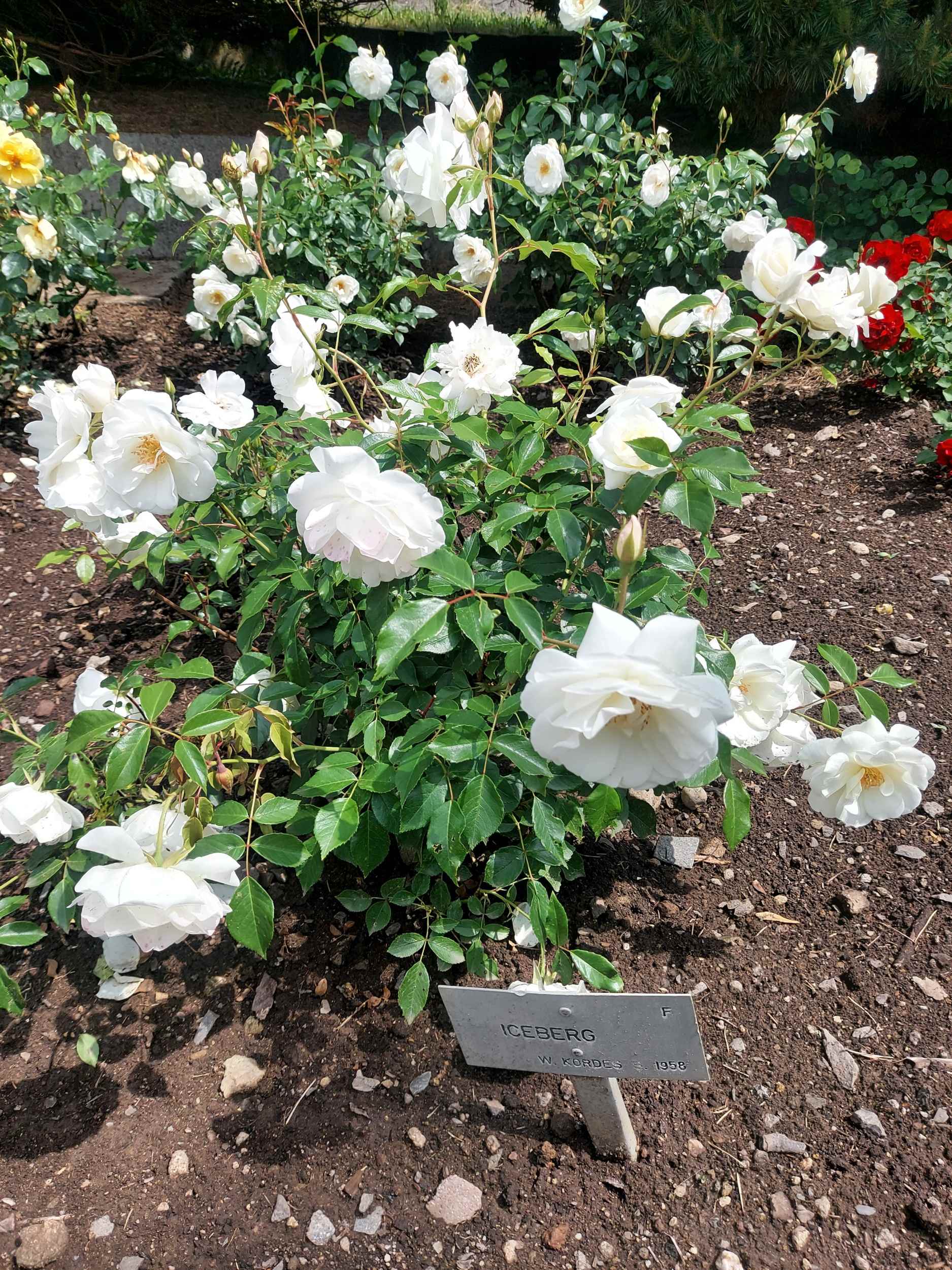 Arborétum Borová hora