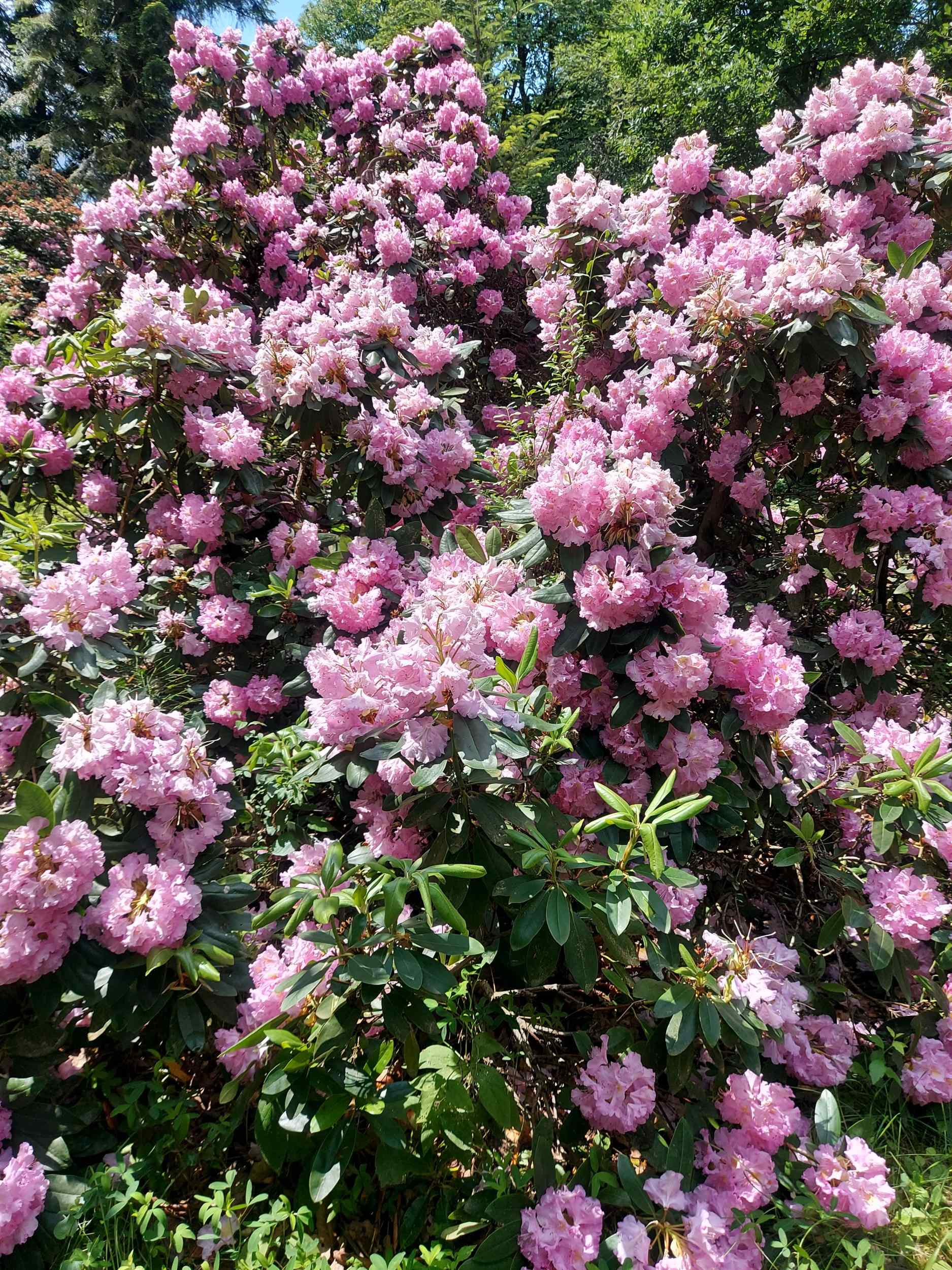 Arborétum Borová hora